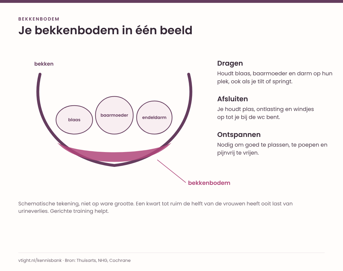 Schematische tekening van het bekken als een kom met daarin blaas, baarmoeder en endeldarm, met de bekkenbodem als hangmat eronder, en ernaast de drie taken: dragen, afsluiten en ontspannen.